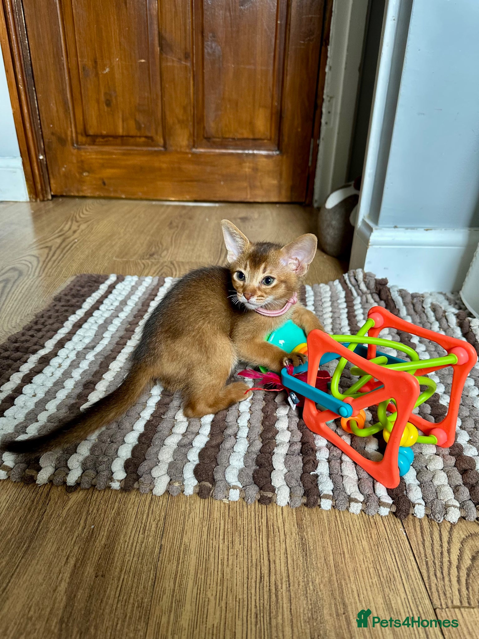 Abyssinian cats for sale: Abyssinian kittens  - Advert 22