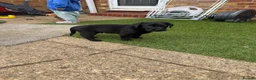 Labrador Retriever dogs for sale: Puppies for sal in Slough - Advert 8