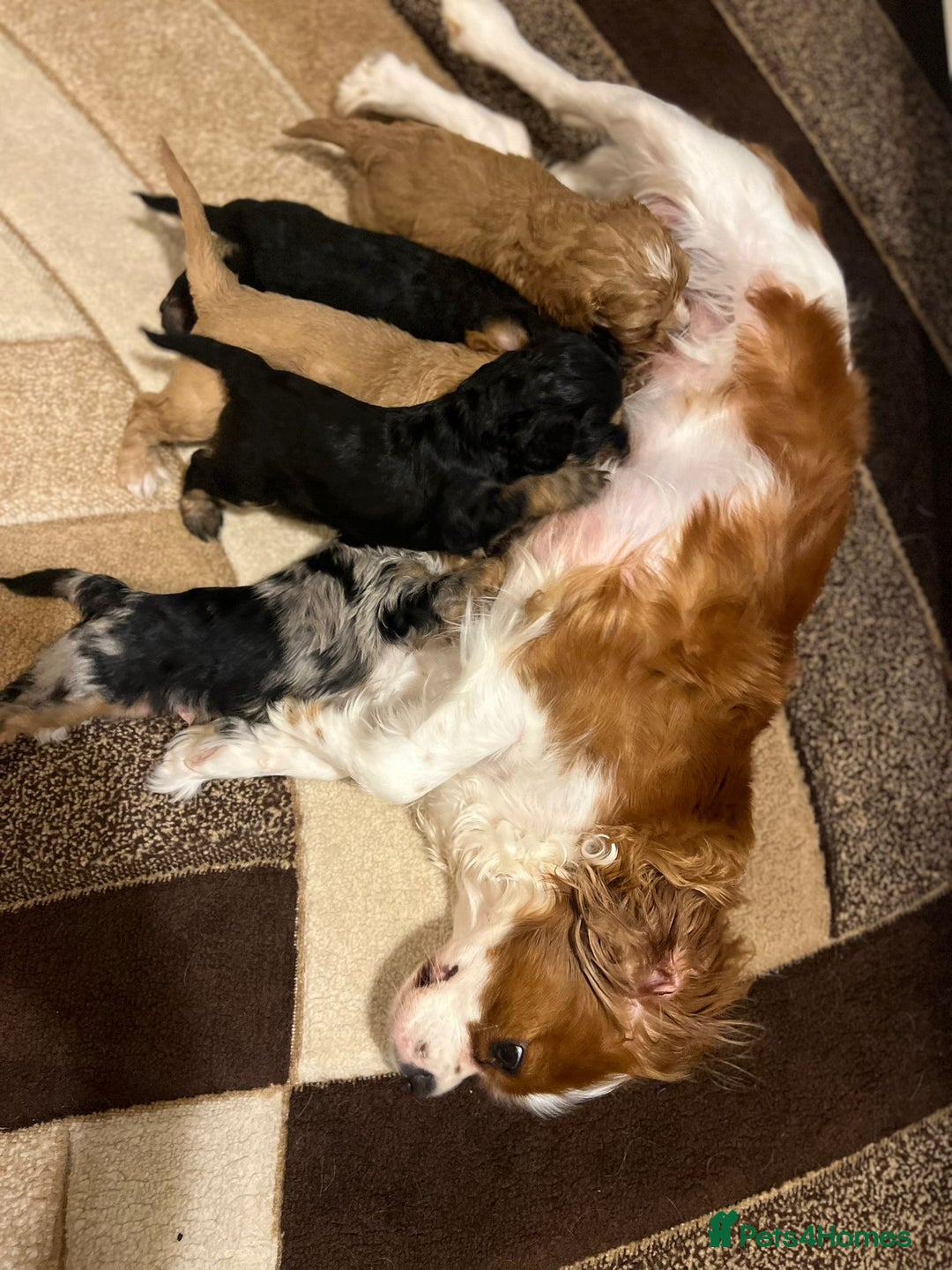 Cavapoo dogs for sale: ⭐️ Gorgeous F1 Toy Cavapoo Puppies ⭐️ - Image 9