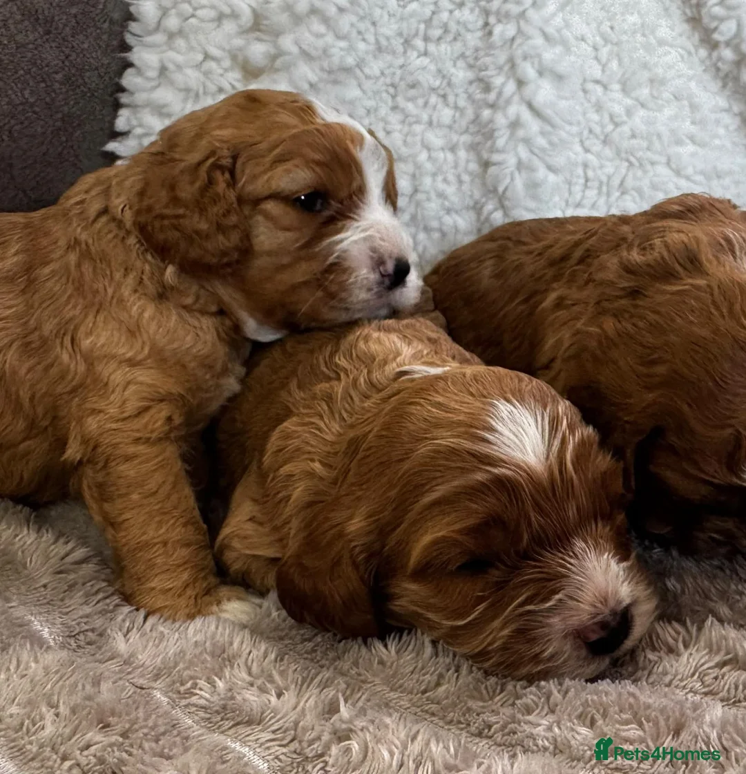 Cavapoo dogs for sale: STUNNING F1 CAVAPOO PUPPIES – CRUFTS SHOW-DOG SIRE - Advert 15