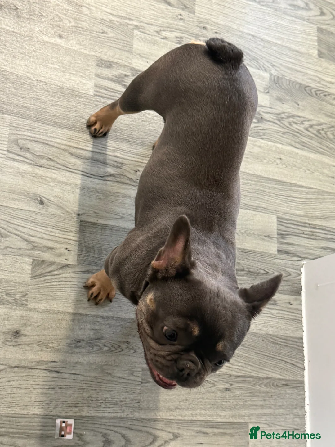 French Bulldog dogs for sale: French bulldog  - Advert 7