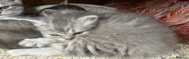 British Longhair Kitten 1