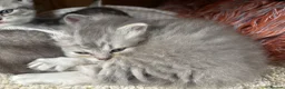 British Longhair cats for sale: Stunning litter of BSH with one BLH - Advert 2