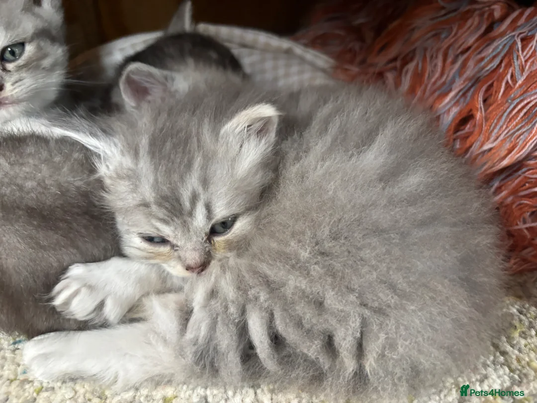 British Longhair cats for sale: Stunning litter of BSH with one BLH - Advert 2