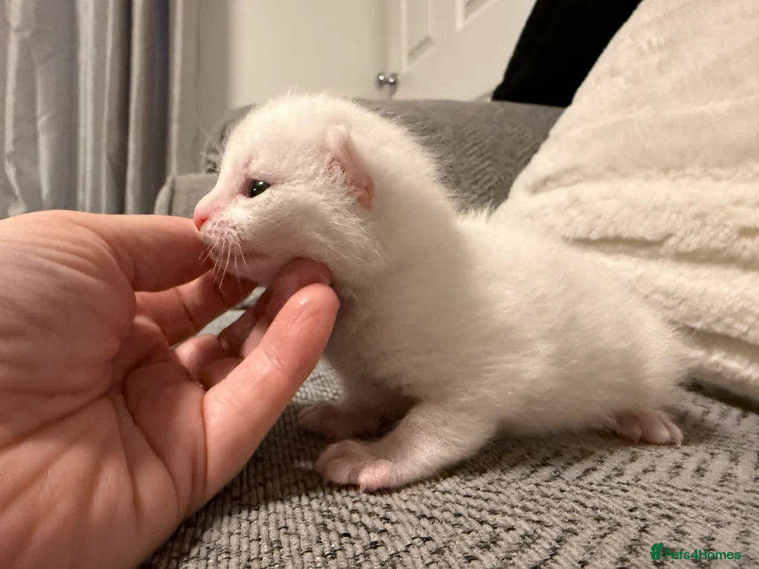 Mixed Breed cats for sale: ** 1 pure white 2 gingers ** - Advert 2