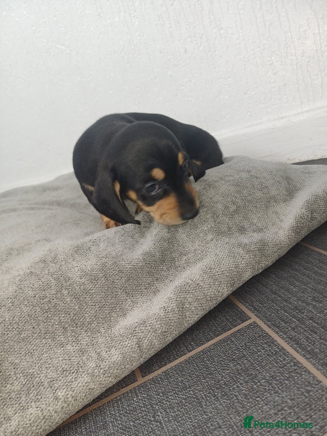 Miniature Dachshund dogs for sale: K.C Beautiful miniature daschunds - Image 6
