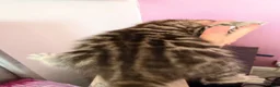Bengal cats for sale: Beautiful bengal kittens 🐾🐾🐾 - Advert 18