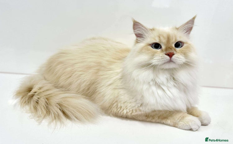 Siberian cats - Advert 7