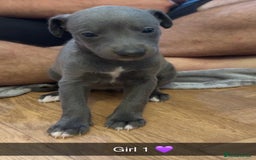 Whippet dogs for sale: Beautiful Blue Baby Whippets  - Image 5