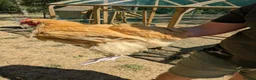 Chickens poultry for sale: Male buff Orpington needing a new home  in Kidlington - Advert 3