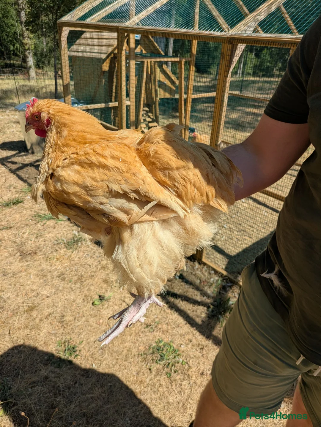 Chickens poultry for sale: Male buff Orpington needing a new home  in Kidlington - Advert 3