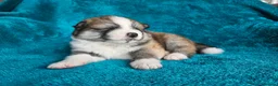 Japanese Akita Inu dogs for sale: RKC Registered Puppy Litter - Advert 3