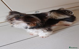 Biewer Terrier dogs for stud: Purebred Pedigree Biewer Terrier Stud in Merthyr Tydfil - Image 10