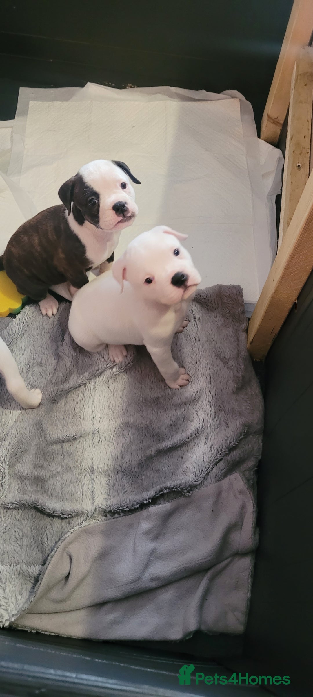 Dorset Olde Tyme Bulldogge dogs for sale: Dorset old tyme bulldogs  - Image 1