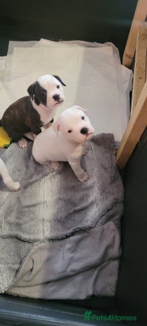 Dorset Olde Tyme Bulldogge dogs - Advert 2