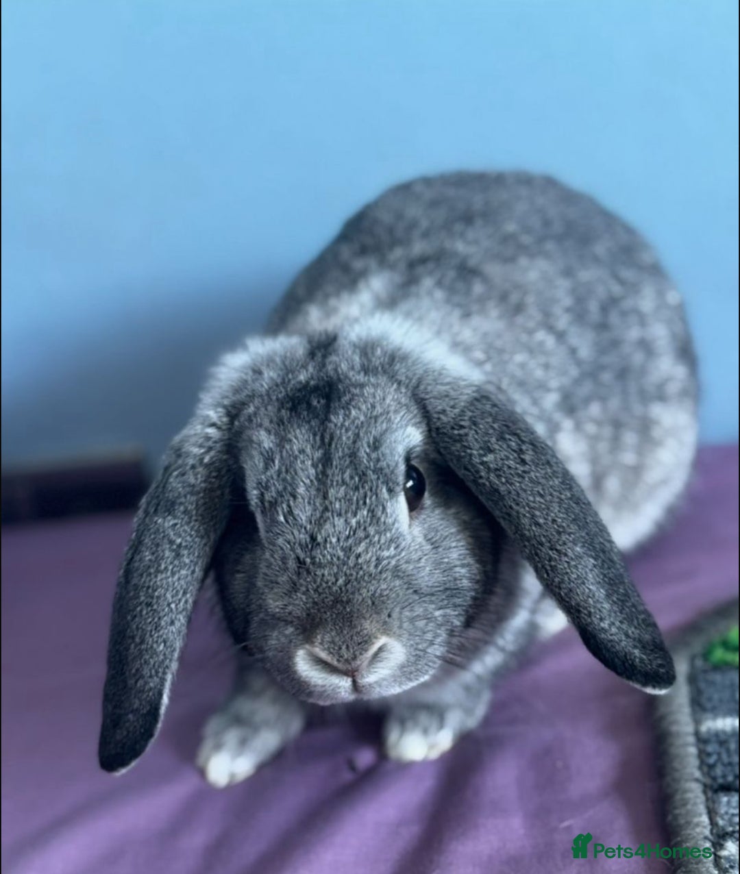 Mini Lop rabbits for sale: 7 beautiful mini lops  - Image 2