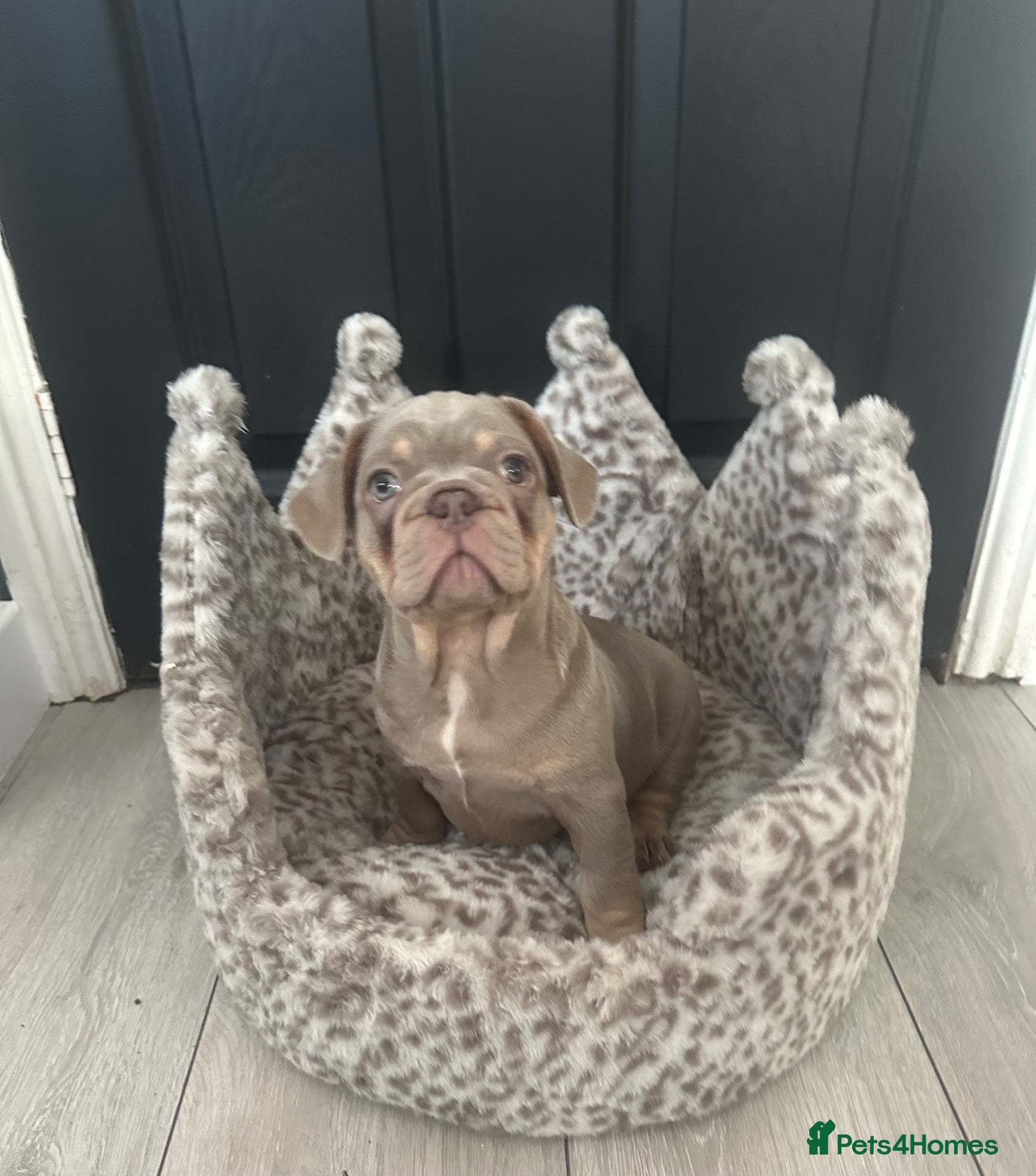 French Bulldog dogs Reduced 2 stunning french bulldog boys left - Advert 18