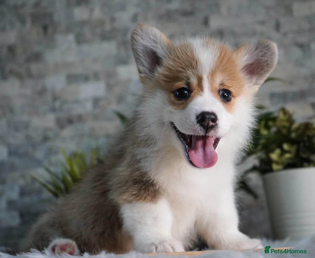 Welsh Corgi Pembroke dogs for sale: Welsh Corgi (Pembroke) - Advert 18