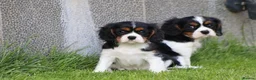 Cavalier King Charles Spaniel dogs for sale: Beautiful Cavalier King Charles Spaniel puppies - Advert 24