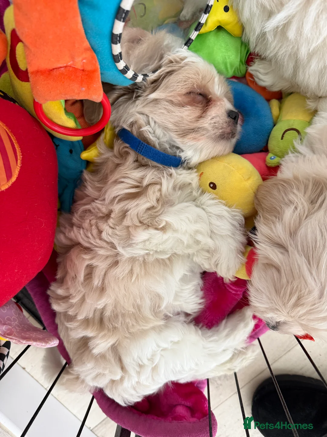 Maltipoo dogs for sale: Beautiful happy health tested Maltipoo fur babies  - Advert 33