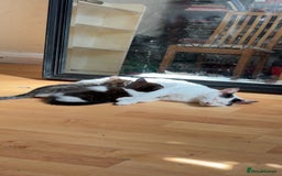 Mixed Breed cats for sale: Two female mixed kittens for sale - Advert 6