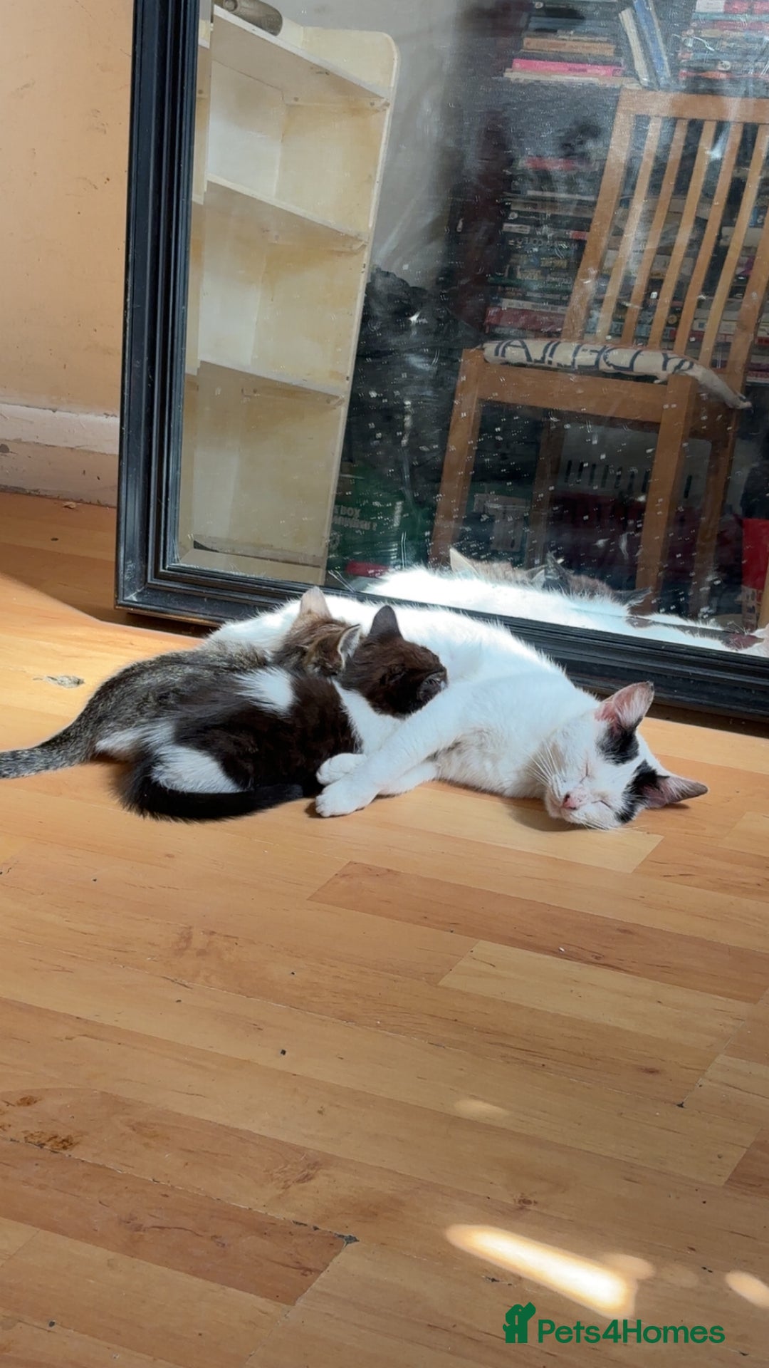 Mixed Breed cats for sale: Two female mixed kittens for sale - Advert 6