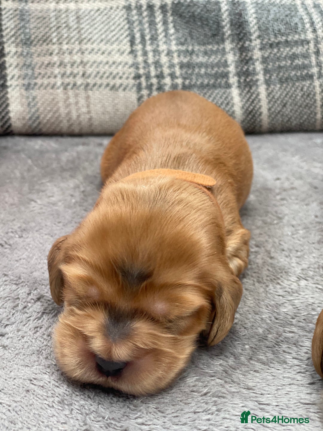 Cocker Spaniel dogs for sale: KC SHOW TYPE COCKER REGISTERED - Advert 22