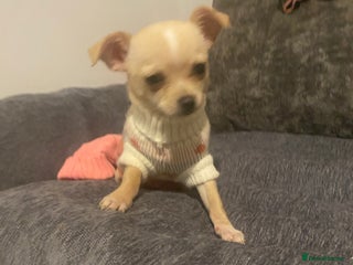 Chihuahua dogs CHIHUAHUA PUPS 2 GIRLS 1 GIRL LAVENDER ECRU - Advert 6