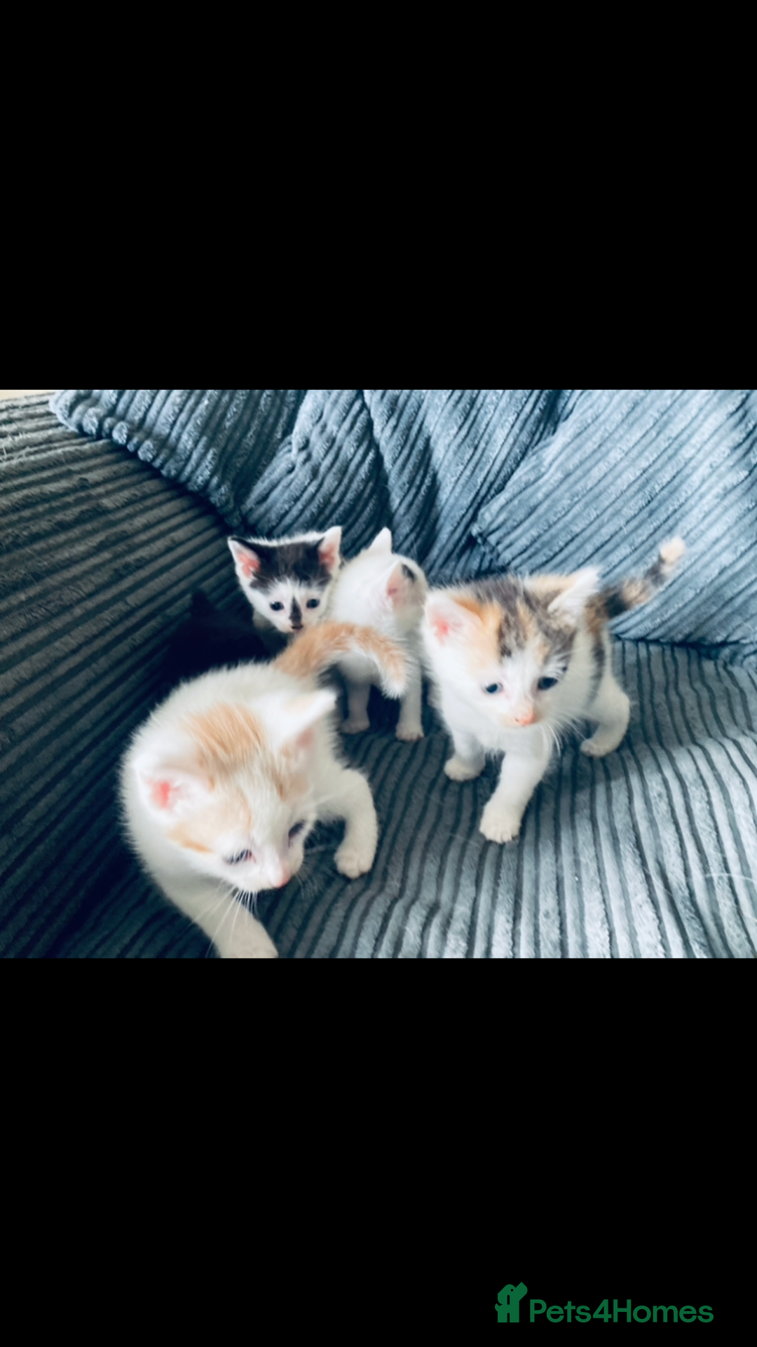 Mixed Breed cats for sale: 8 Adorable Kittens  - Image 16