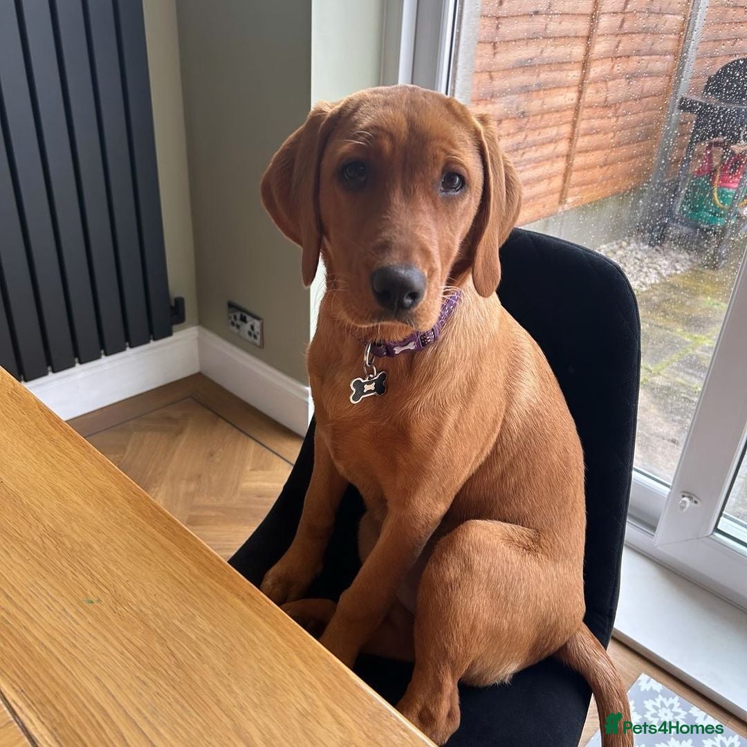 Labrador Retriever dogs for sale: Beautiful Labrador Bella 6 months old  - Image 4