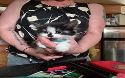 Mixed Breed cats for sale: Litter of kittens - Image 16