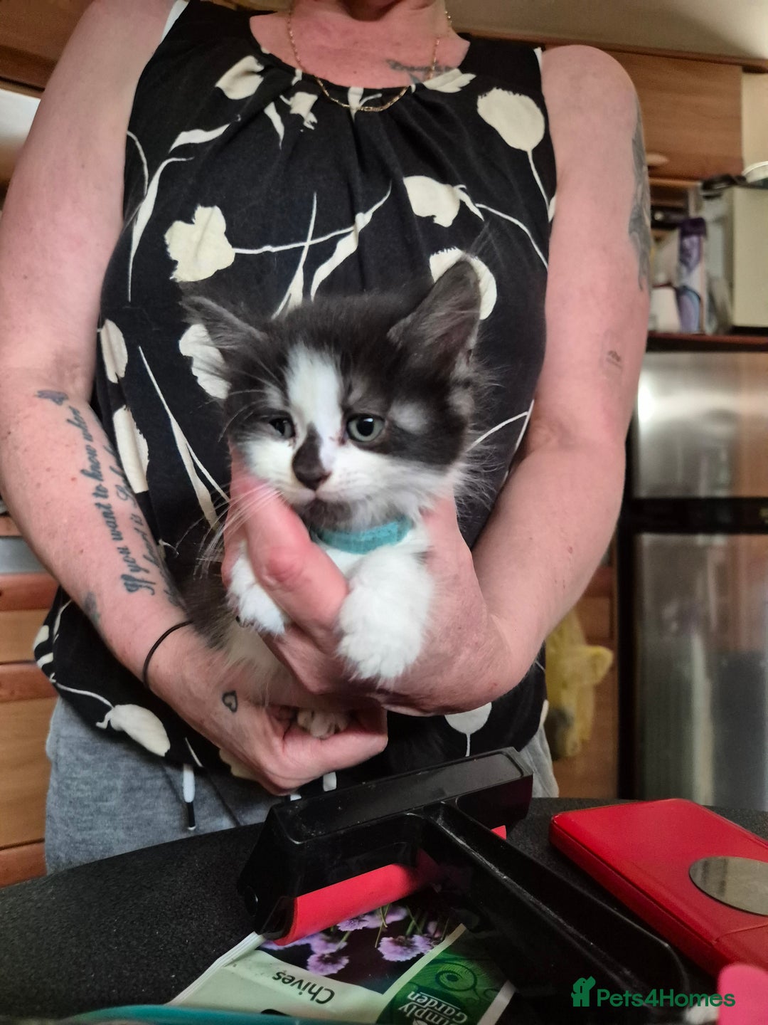 Mixed Breed cats for sale: Litter of kittens - Image 16