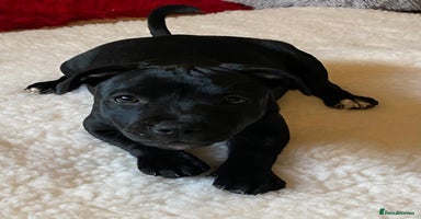 Staffordshire Bull Terrier dogs in Swansea - Advert 2