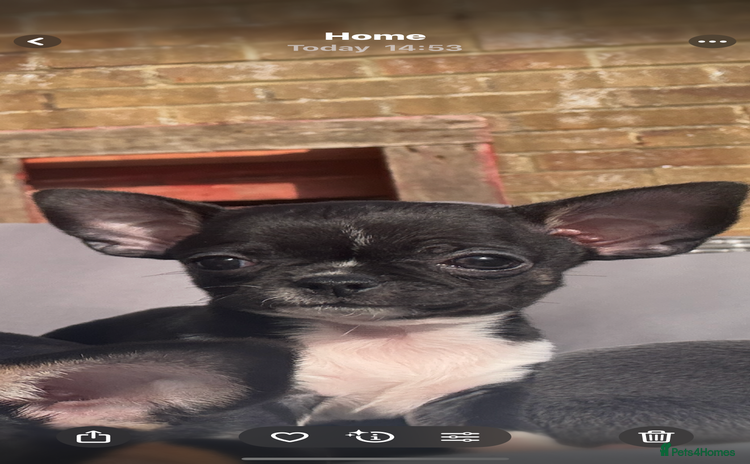Chihuahua dogs - Advert 1