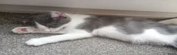Mixed Breed cats for sale: Maincoon x NFC x Blue russian kittens  - Advert 7