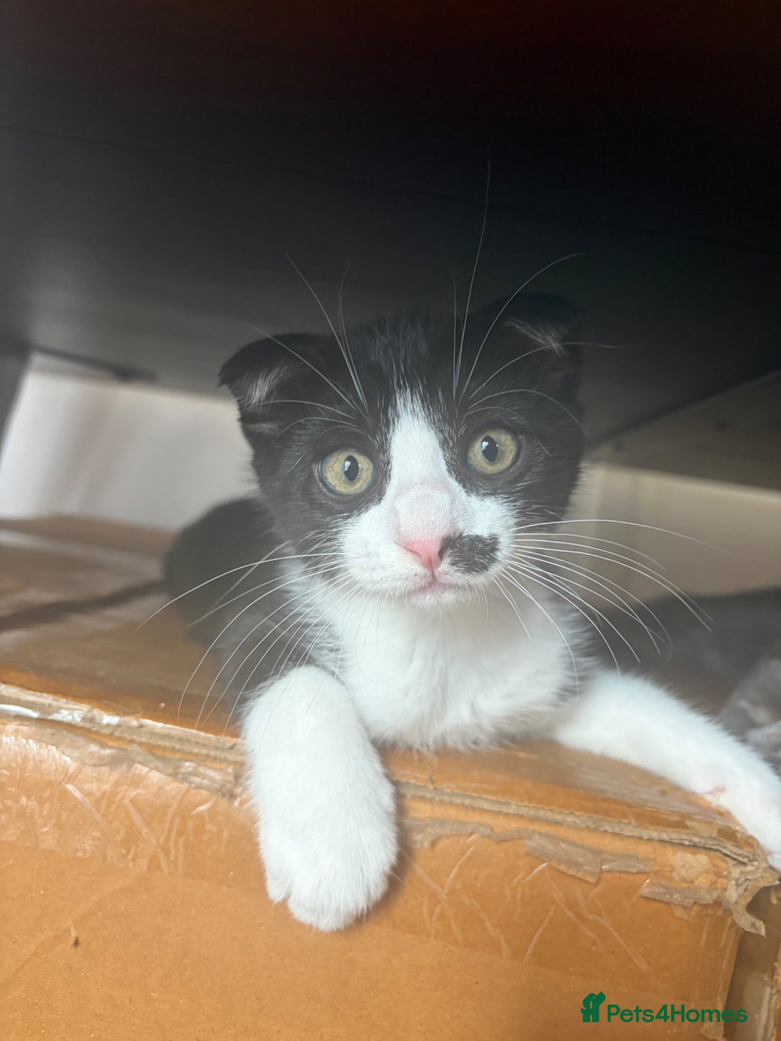 Scottish Fold cats LAST ONE Tuxedo Scottish Fold w half moustache!🥸  - Advert 1