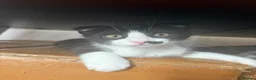 Scottish Fold cats for sale: LAST ONE Tuxedo Scottish Fold w half moustache!🥸  - Advert 1