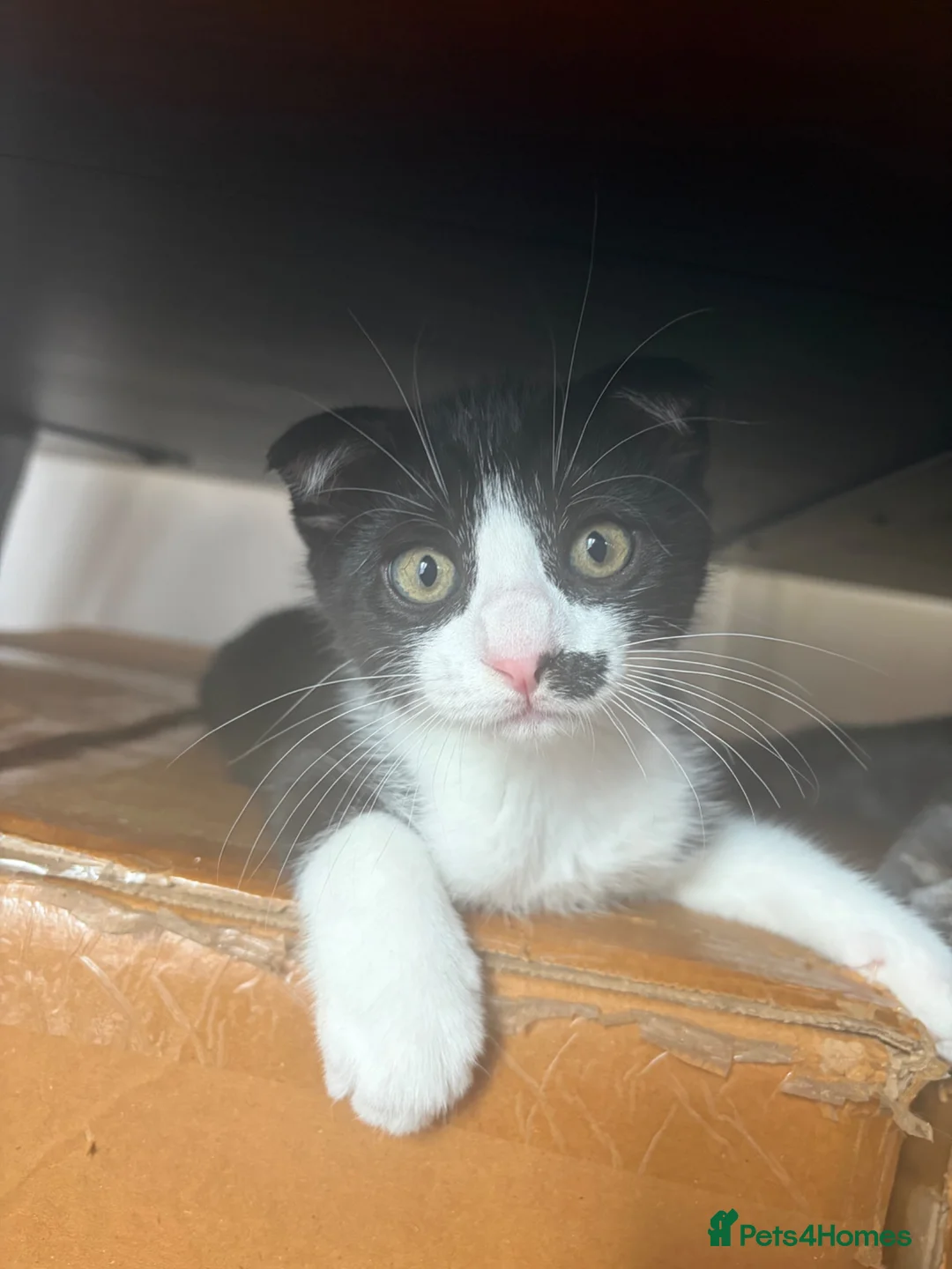 Scottish Fold cats for sale: LAST ONE Tuxedo Scottish Fold w half moustache!🥸  - Advert 1