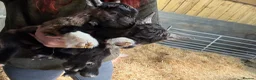 Goats livestock for sale: Purebred Pygmy goat kids  - Advert 15