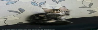 Maine Coon 2 Grey