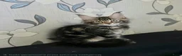 Maine Coon cats for sale: Tested SMA,PK,HCM,boy and girls.Maine Coon Kittens - Advert 6