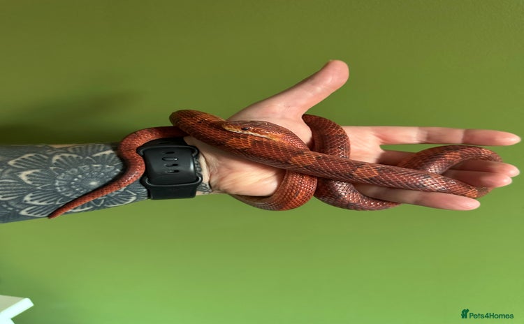 Corn Snake reptiles - Advert 6