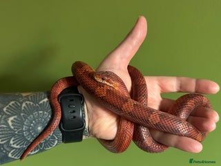 Corn Snake reptiles - Advert 4