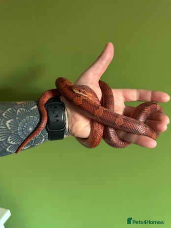 Corn Snake reptiles - Advert 3