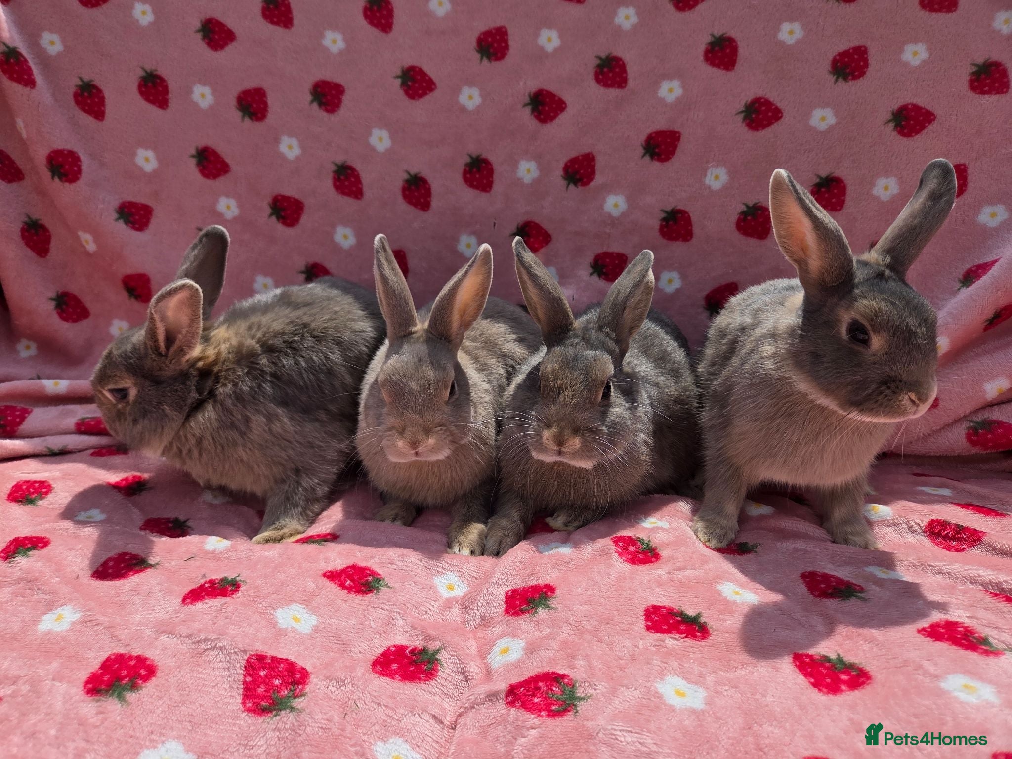 Mixed Breed reptiles very tame Blue fawn plush mini lop bunnies 4 left - Advert 2