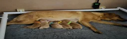 Labrador Retriever dogs for sale: KC REGISTERED LABRADOR PUPPIES  in Sandown - Advert 3