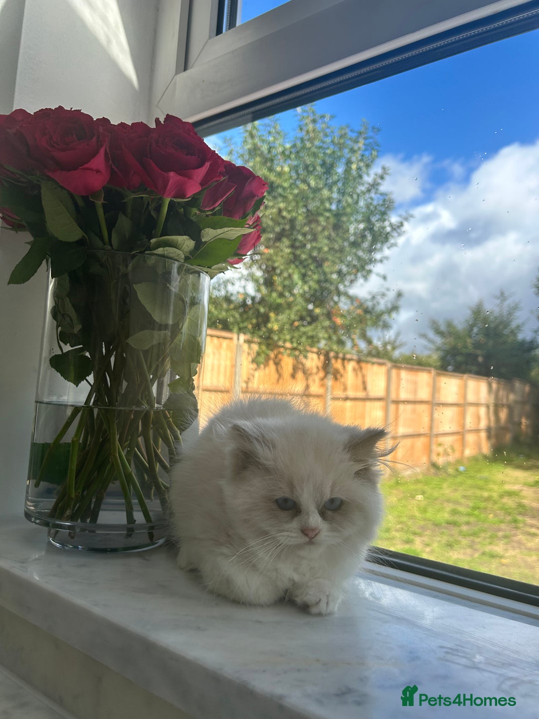 Ragdoll cats for sale: Chunky Kittens Available  - Image 7