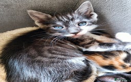 Mixed Breed cats for sale: Bengal Mix 🏆 Best Choice for Playful Families  in Bootle - Image 15