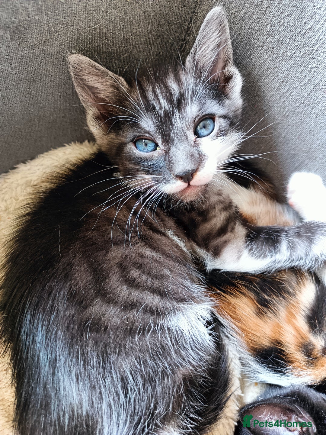 Mixed Breed cats for sale: Bengal Mix 🏆 Best Choice for Playful Families  in Bootle - Image 15