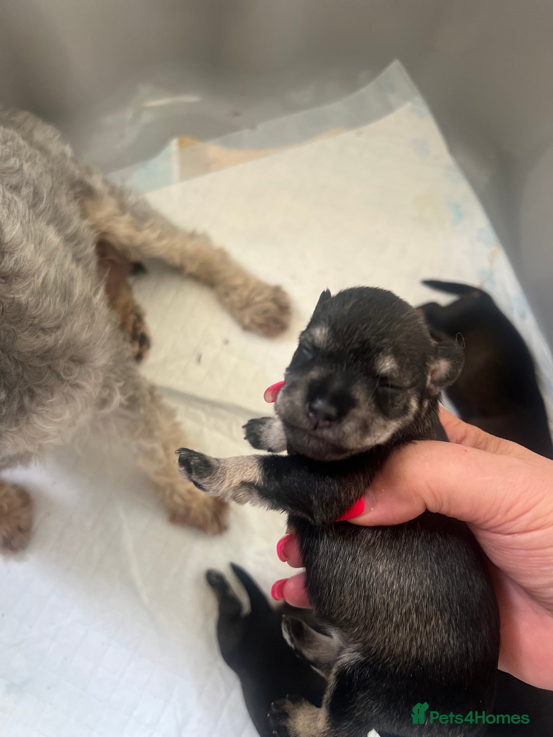 Miniature Schnauzer dogs for sale: 🐾🐶Schnauzer/Schnoodles🐶🐾 - Image 4